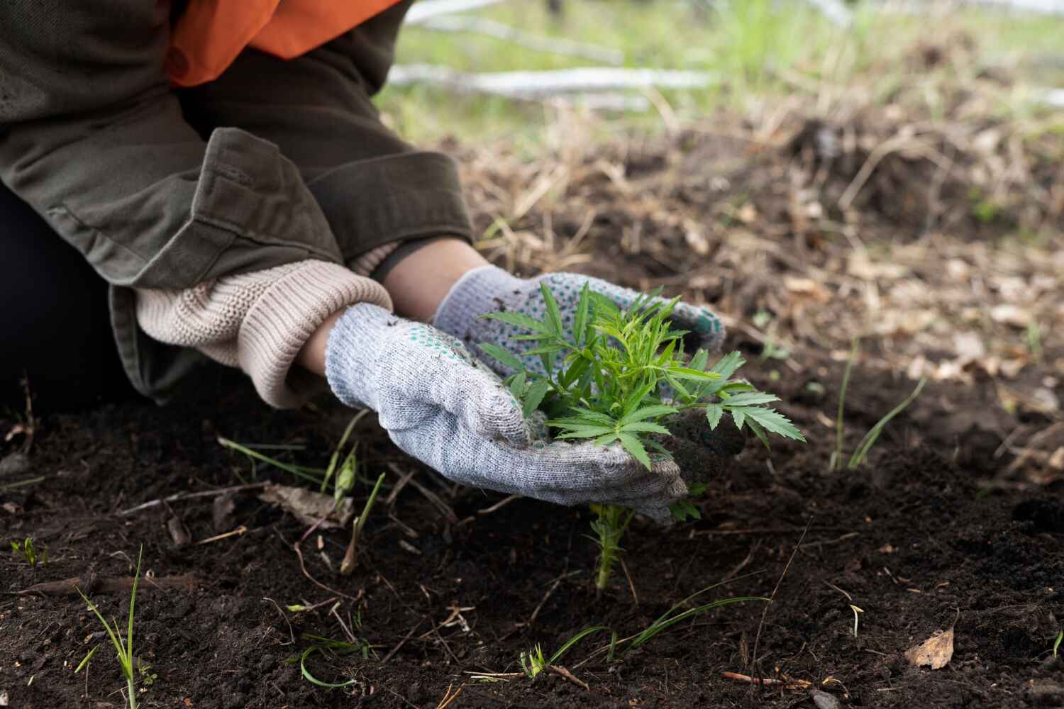 The Steps Involved in Our Tree Care Process in Kingsley, MI